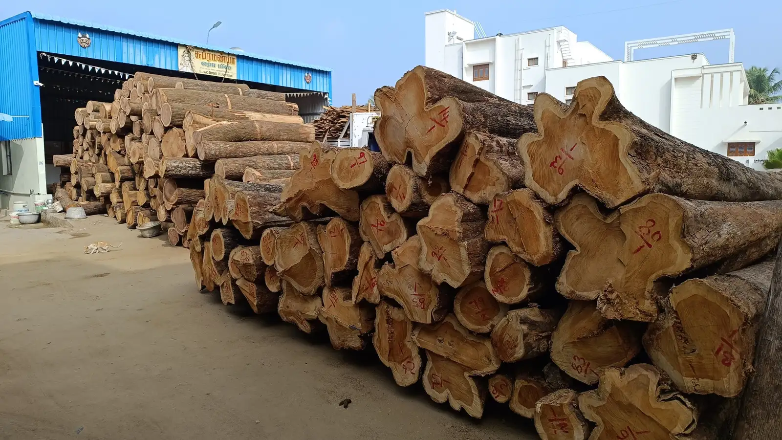 Stacked seasoned teak wood logs, numbered and ready for cutting, at the Subramaniya Sawmill & Timber Mart yard in Kaveripattinam