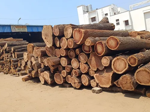 Centering Silver Oak at Subramaniya Sawmill & Timber Mart